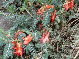 Lessertia frutescens in the Drakensberg